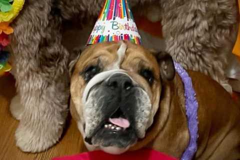 Inside Lewis Hamilton’s birthday party for Roscoe the bulldog with bone shaped cake, rap music and..
