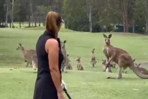 Watch as menacing gang of kangaroos invade course and STARE DOWN female golfer while she tries to..