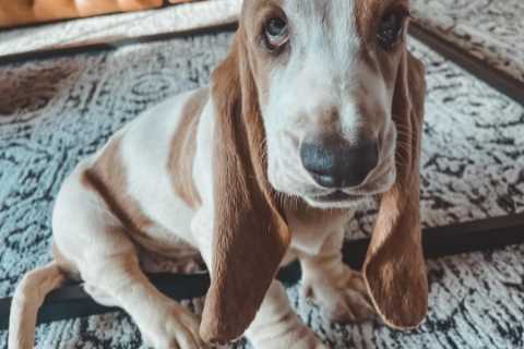 Teen Mom Chelsea Houska debuts new dog Dale DeBoer to join husband Cole &amp; 4 kids as fans..