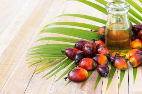 What is palm oil?