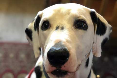 Dalmation ‘becomes first dog in Britain to test positive for Covid’