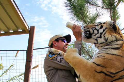 Inside Netflix’s dramatic Tiger King 2 which launches TODAY with major plot twist and could see Joe ..