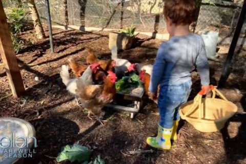 Archie feeds chickens in jeans and a cute basket in previously unseen footage… and he’s a Peppa Pig ..