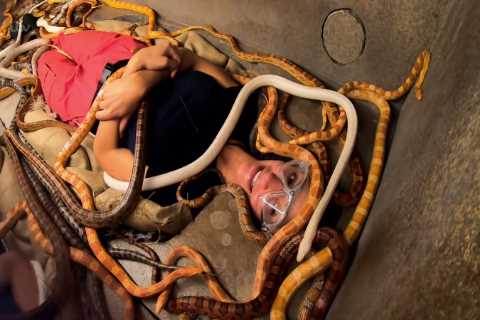 I’m A Celebrity slammed with 1,200 Ofcom complaints over ‘cruel’ use of animals in trials