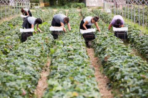 Pigs being culled and fruit rotting on trees due to staff shortages, say MPs