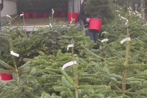 Gemma Collins shows off incredible festive makeover of garden – with dozens of Christmas trees..