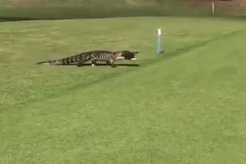 Watch moment hungry alligator strolls across golf course with fish in its mouth to leave golfers..