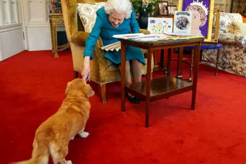 Queen pats pet dorgi as she reads cards celebrating 70 years on the throne