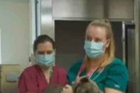 The Dog House viewers break down in tears as vets fight to save tragic pooch abandoned by owners in ..
