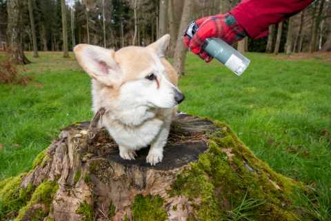 Queen launches luxury perfume for dogs with scent of ‘coastal walks’