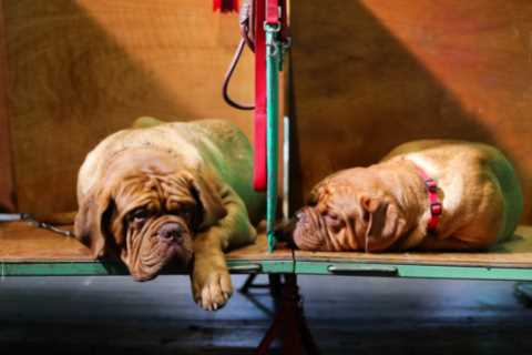 Channel 4 urged to AXE Crufts as petition brands dog show ‘grotesque and unethical’