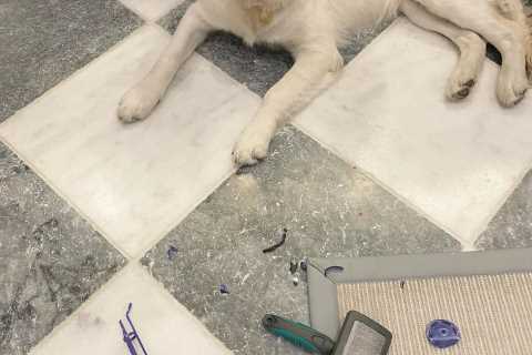 Holly Willoughby horrified as her dog EATS her super-expensive hoover