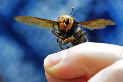 Giant murder hornets invading US could be stopped with bizarre new ‘sex spray’
