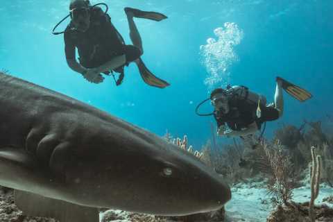 Prince William and Kate go deep sea diving with SHARKS in incredible snaps on Caribbean tour