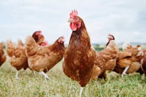 Food shortages and rising chicken prices could spark riots, farmers say insisting govt is..