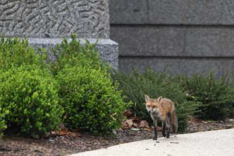 Capitol Fox’s Three Kits Euthanized After Rabies Exposure