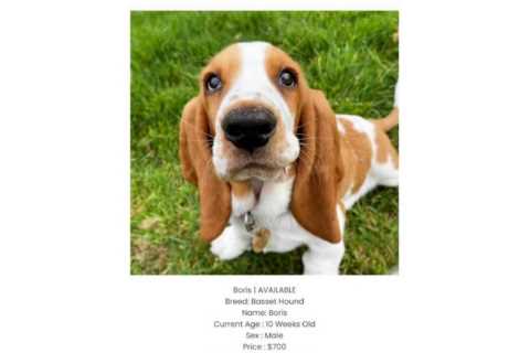 In a First, Google Goes After Puppy Fraud in Court