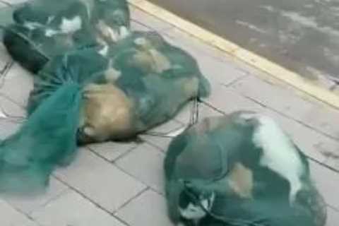 Sickening video shows Shanghai cops ‘stuffing dozens of live cats in bags to be slaughtered’ under..