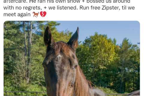 Racing’s ‘most loveable loser’ Zippy Chippy dies at 30 after losing all 100 of his races and..