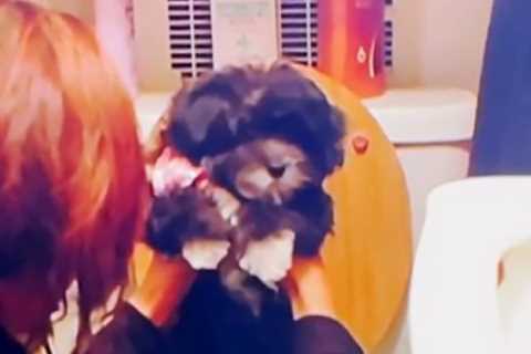 Teen Mom fans ‘cringe’ as Farrah Abraham tries to train puppy to ‘potty in toilet’ before..