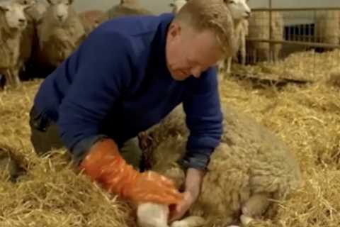 Horrified Countryfile viewers slam Adam Henson’s graphic lambing scenes