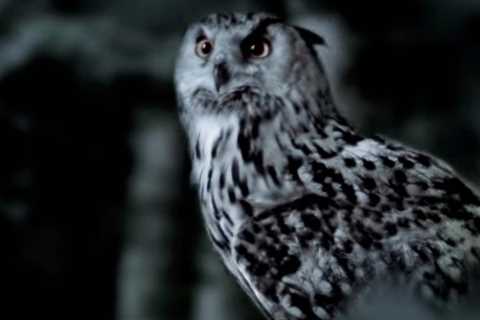 The Staircase: What is the owl theory?