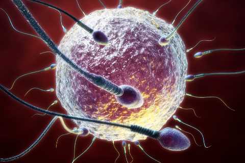 Frozen testicle tissue could help male cancer survivors become fertile again