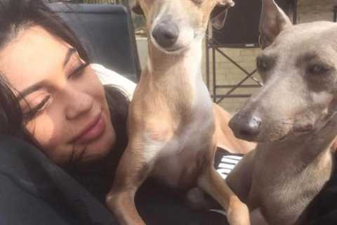 Meet the Kardashians’ pampered pooches from Scott Disick’s $25K English bulldog to Kylie Jenner’s..