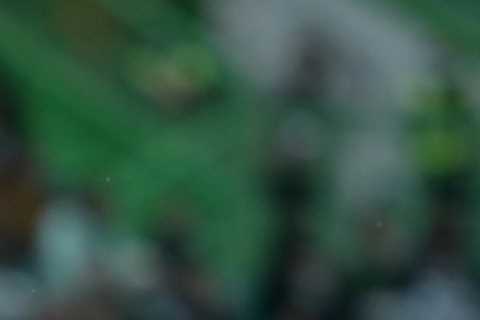 Man Utd ‘very close’ on Darwin Nunez transfer with Benfica striker one of new boss Erik ten Hag’s..
