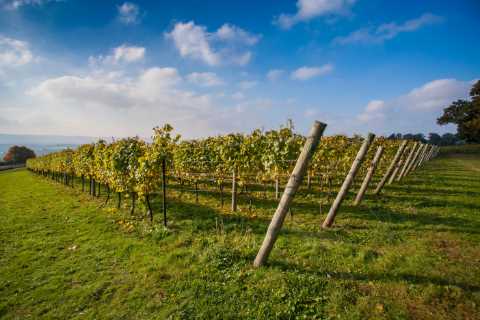 Sussex wine to become protected tipple like Champagne – thanks to Brexit