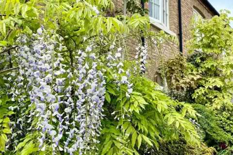 I’ve been ordered to cut down my plants after my nosey neighbours complained… I’m heartbroken