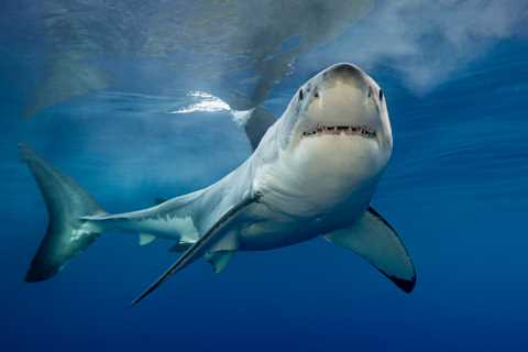 Shark Week 2022: When does it premiere on Discovery+?