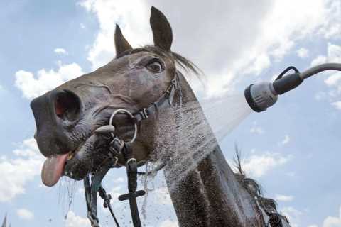 Horse racing decimated with meetings across Great Britain axed next week as record temperatures..