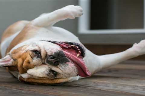 From a flatulent bulldog to a cat who wants to go for walks — your pet queries answered