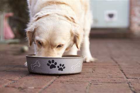 Urgent warning for dog owners after food brand recalls product for containing METAL