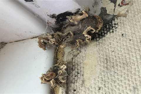 I have to take my daughter, 3, to my mum’s to wash as mushrooms invade my bathroom – now I’m suing..