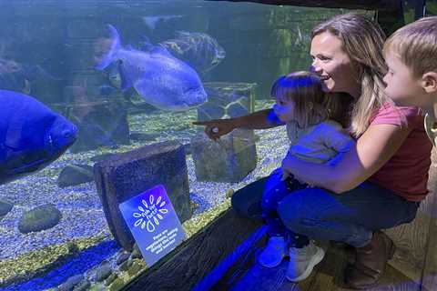 Give your kids a great day out at SEA LIFE with TWO free tickets from Sun SuperDays worth £47