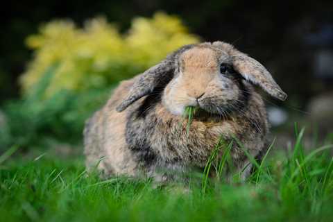 From a rabbit who plays dead to a grumpy cat — your pet queries answered