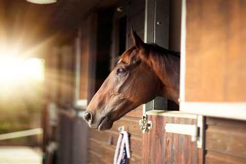 From a lonely horse cat to an independent cat — your pet queries answered