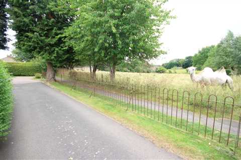 House-hunters puzzled as £699,000 home for sale only uses picture of CAMEL in online ad
