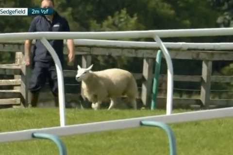 Watch hilarious moment SHEEP invades race track and manages to evade desperate attempts to capture..