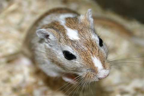 From a depressed gerbil to a labrador going deaf — your pet queries answered