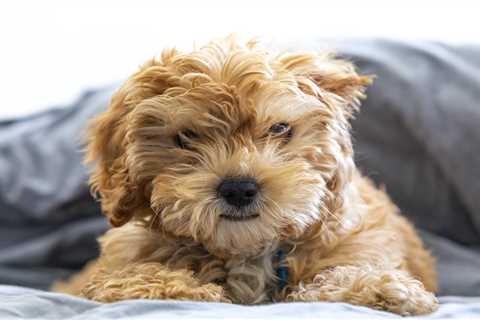 From a hiding cockapoo to a grieving parrot – your pet queries answered
