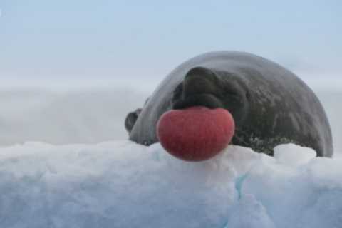 Frozen Planet 2 viewers left blushing by VERY strange seal seduction scenes – and can’t resist..