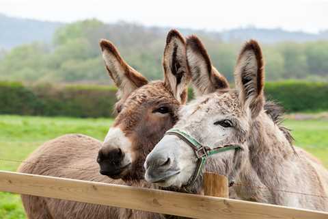 From having pet donkeys to a cardboard box-obsessed cat — your pet queries answered