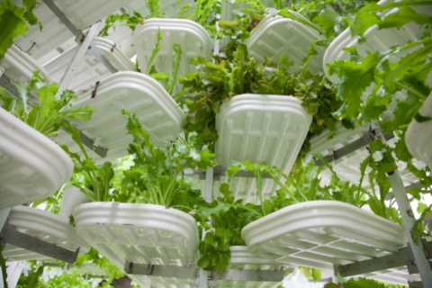 Ministers launch push to grow more tomatoes, cucumbers and lettuces in dash for growth