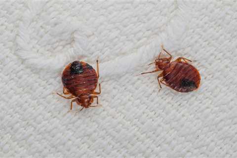 We’ve been forced to sleep on the floor and sofa of our council house during 12-month bed bug battle