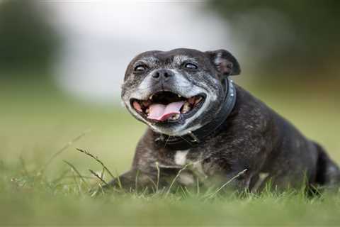 From an elderly Staffy to a cat losing his miaow — your pet queries answered