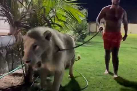 ‘I’m ready to punch your face in… sign the paper’ – Mahmoud Charr walks topless with LION to call..