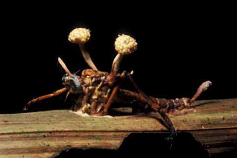 Zombie mushrooms that kill insects and grow out of their corpses could help cure cancer